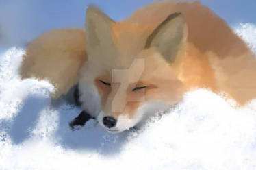 Sleeping foxy