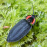 Malachius Auritus Beetle