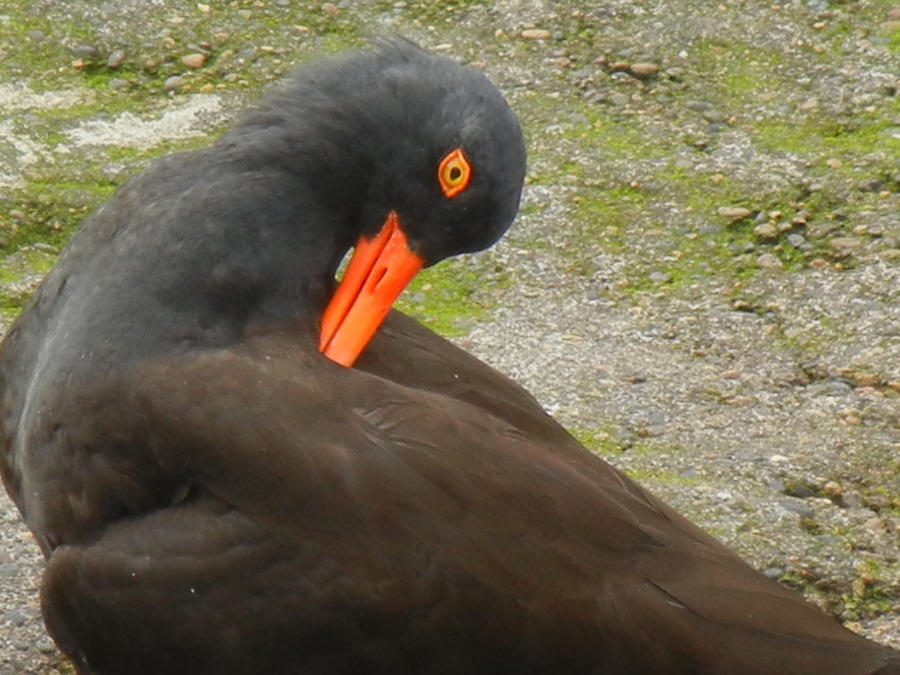 Black Oystercatcher