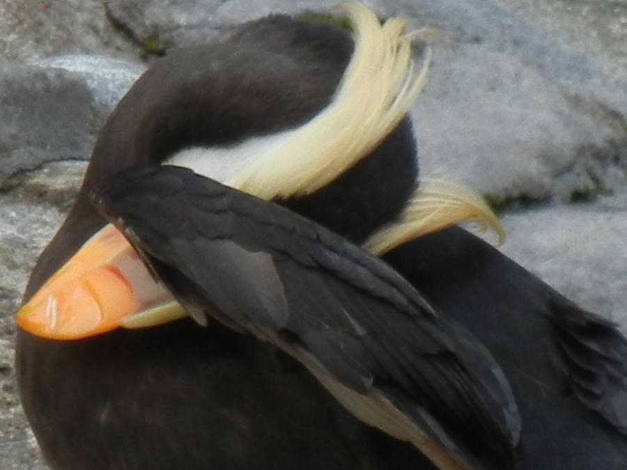 Tufted Puffin