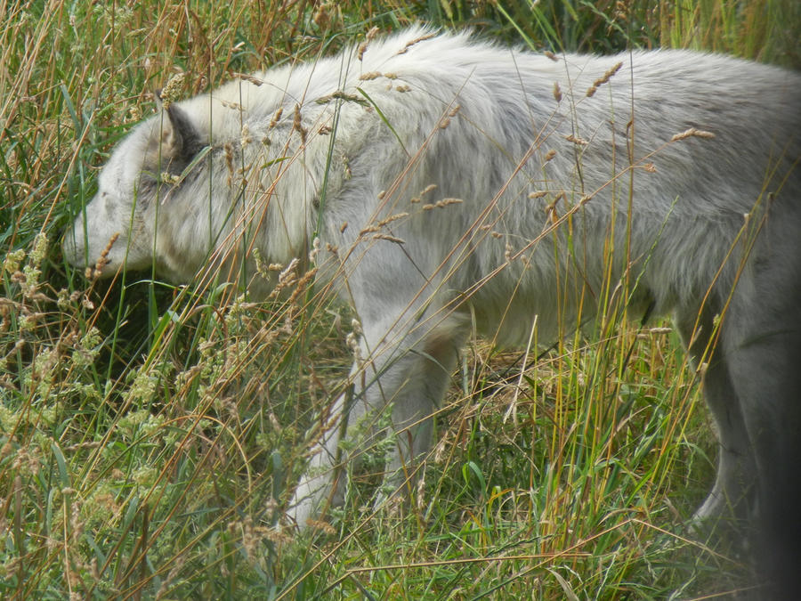 Grey Wolf