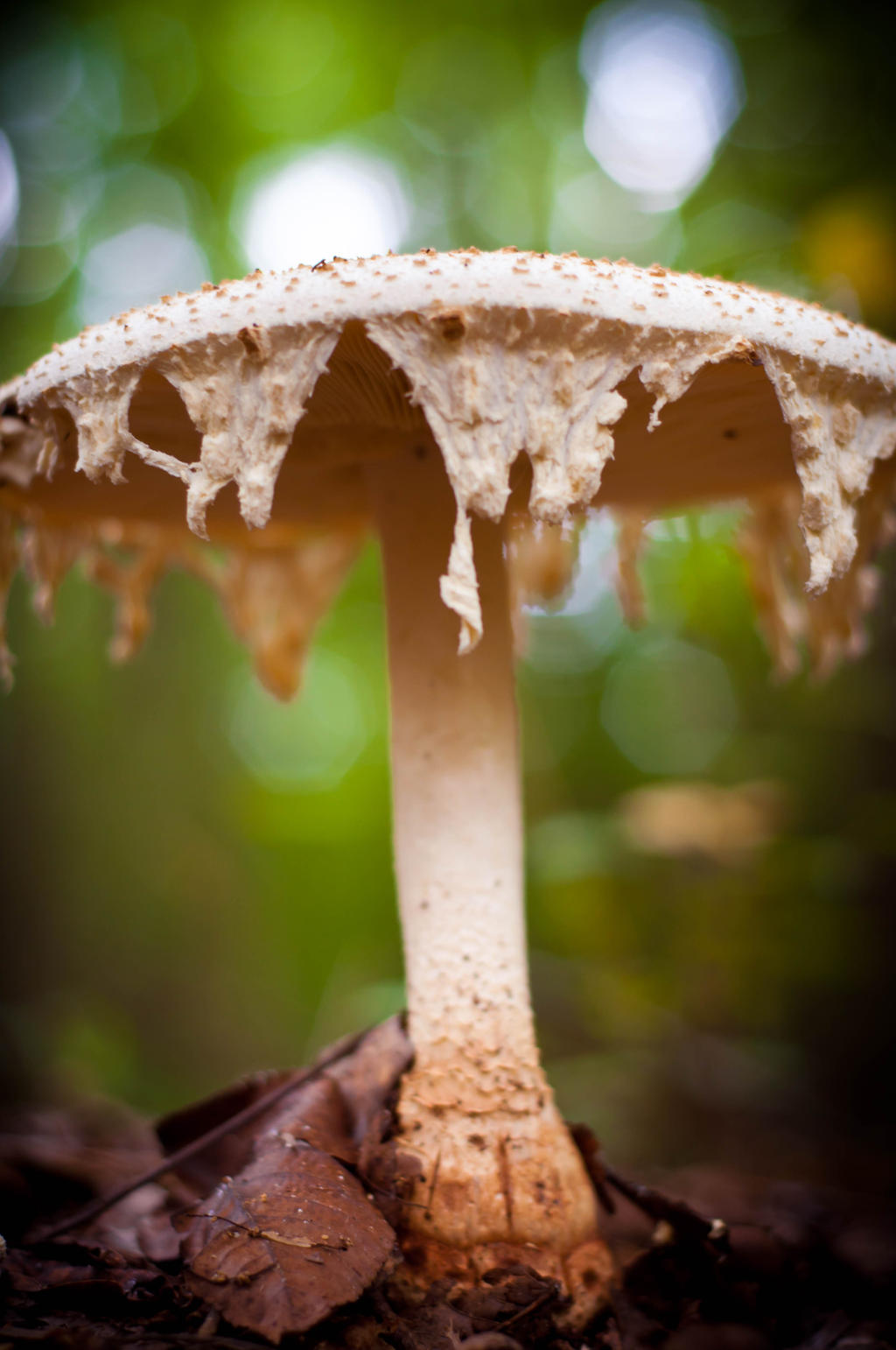 Mushroom Of The Void