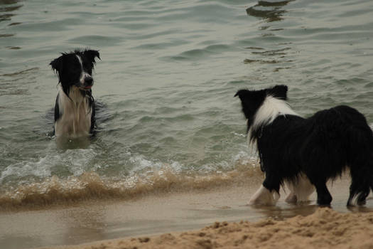 Border Collie Beach