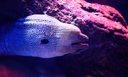 Yellow-Edged Moray at the Aquarium of Gijon