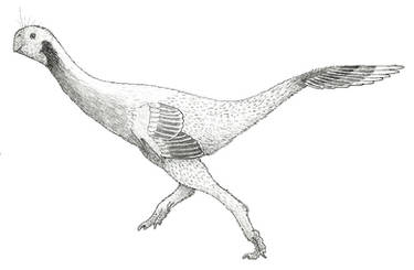 Conchoraptor gracilis
