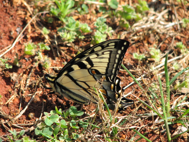 butterfly