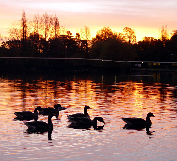 Swimming at Sunrise