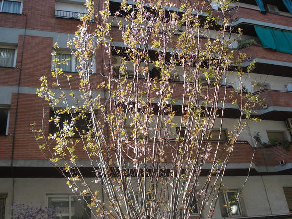 Flowers of a tree