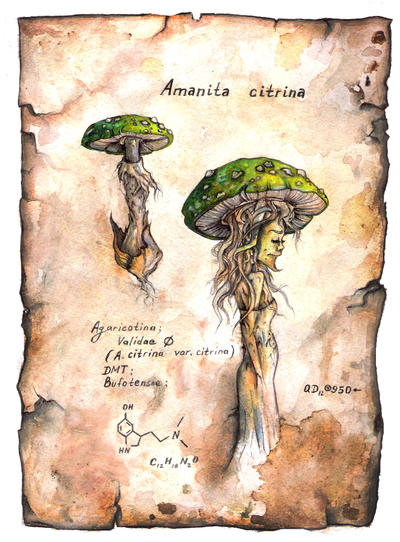 Amanita Citrina