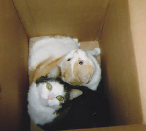 Cats in a Box