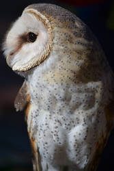 Barn Owl # 2