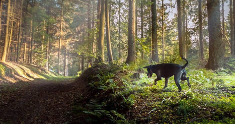 Dog in forest