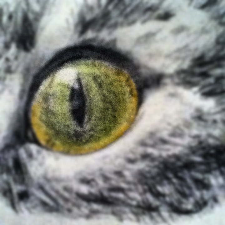 Cat's Eye