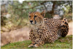 The Cheetah by MattNick