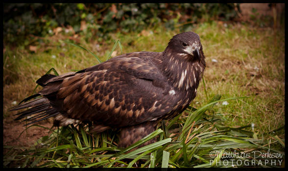 Sea Eagle