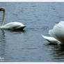 Parting Swans