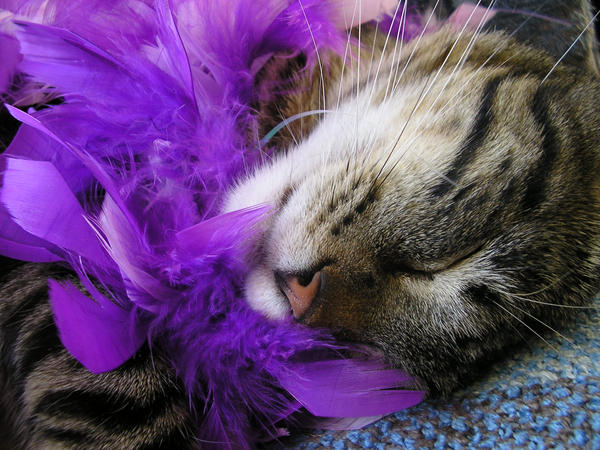 Simon in a Feather Boa