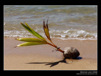 Growing Palm Seed