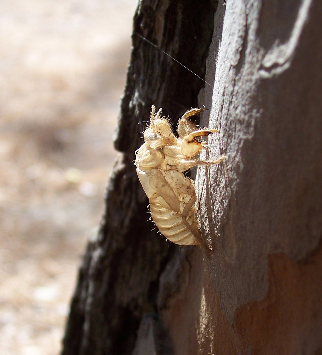 Insect armour by andrearossi on DeviantArt