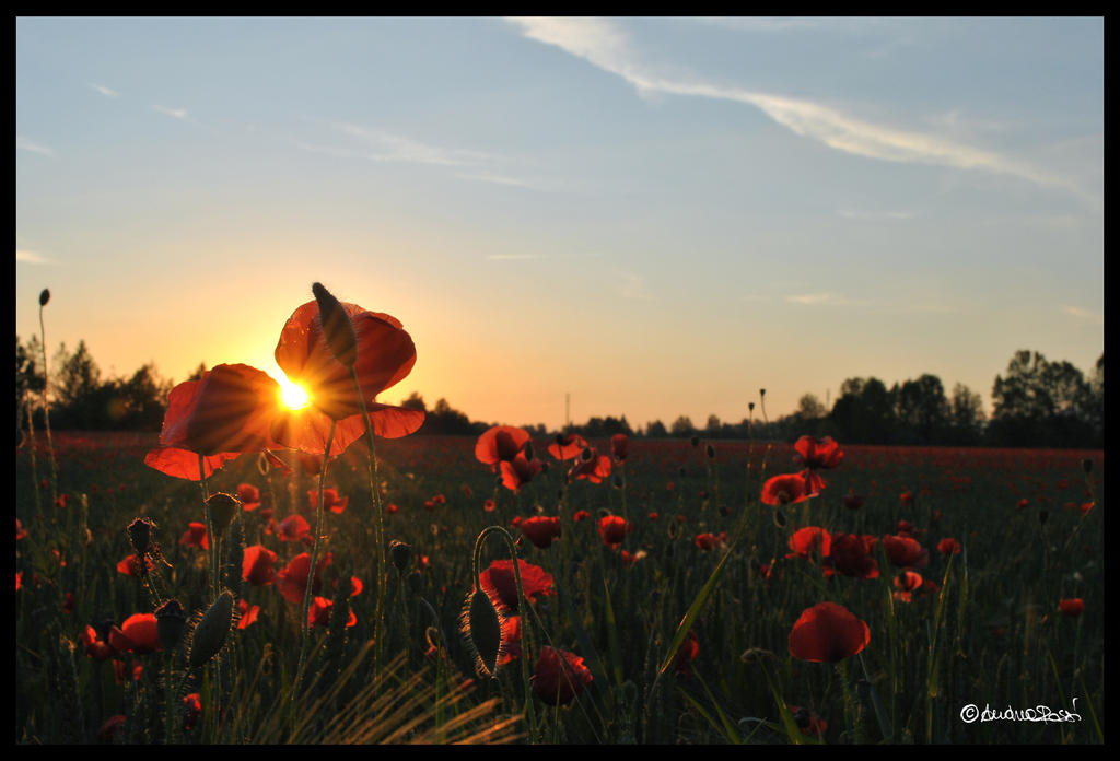 Poppies