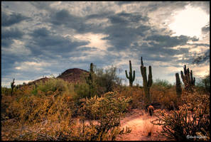 Stormy desert HDR