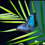 Morpho peleides