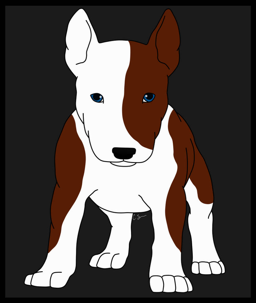 Bull Terrier Pup