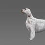 english setter