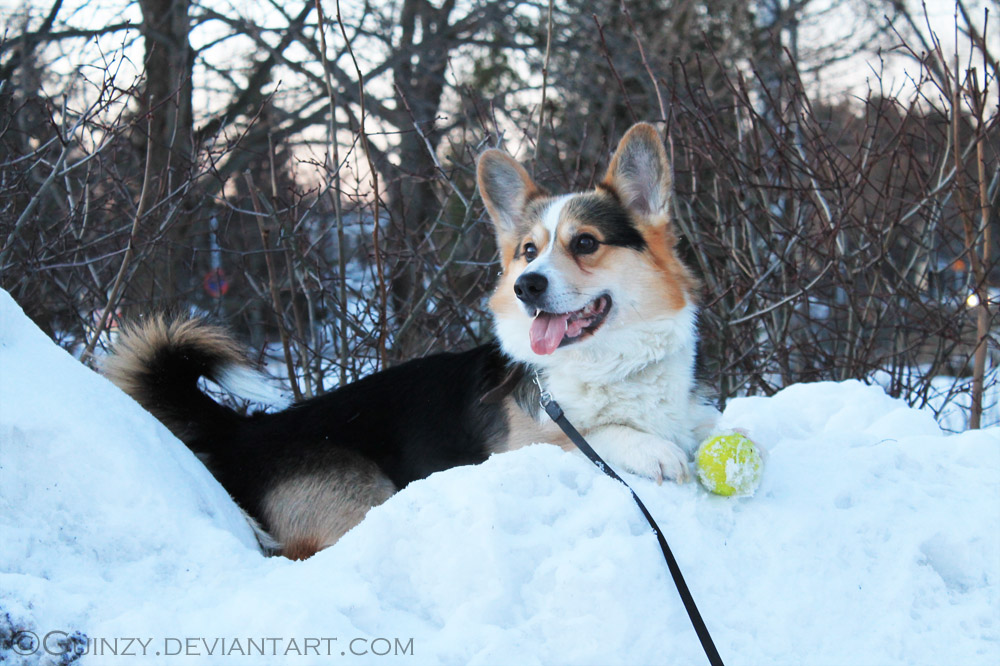 Enjoying the Snow