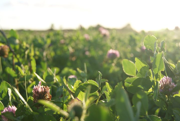 clover fields in the cotswolds