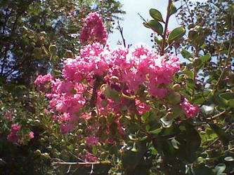 beautiful pink flowers