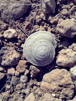 Snail