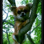 Tree-Dwelling Chihuahuas