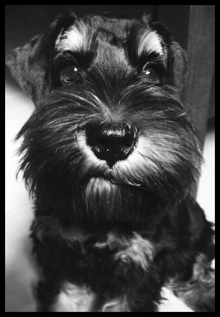 Miniature Schnauzer