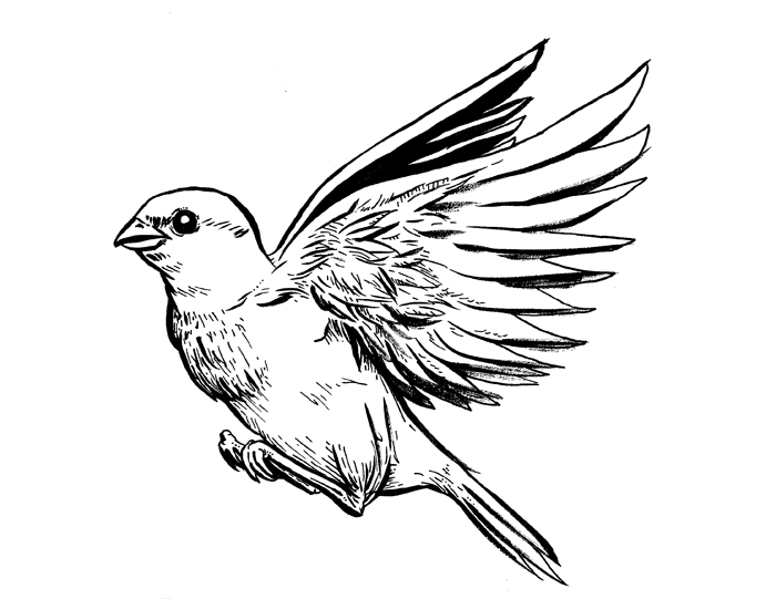 C4C: Sparrow Tattoo