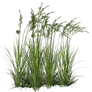 Grass1 Alegion-stock