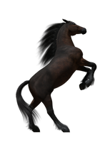 Horse Male  F 03