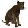 Lion 04