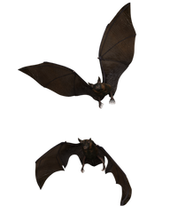 Bat 01