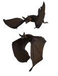 Bat 02