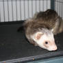 The Ferret Draco