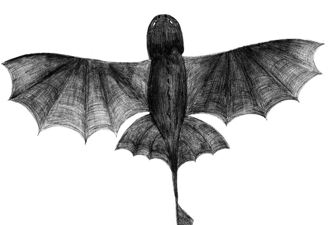 toothless in flight by daribari on DeviantArt