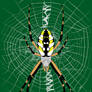 Argiope aurantia