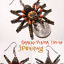 Spidering - B. smithi