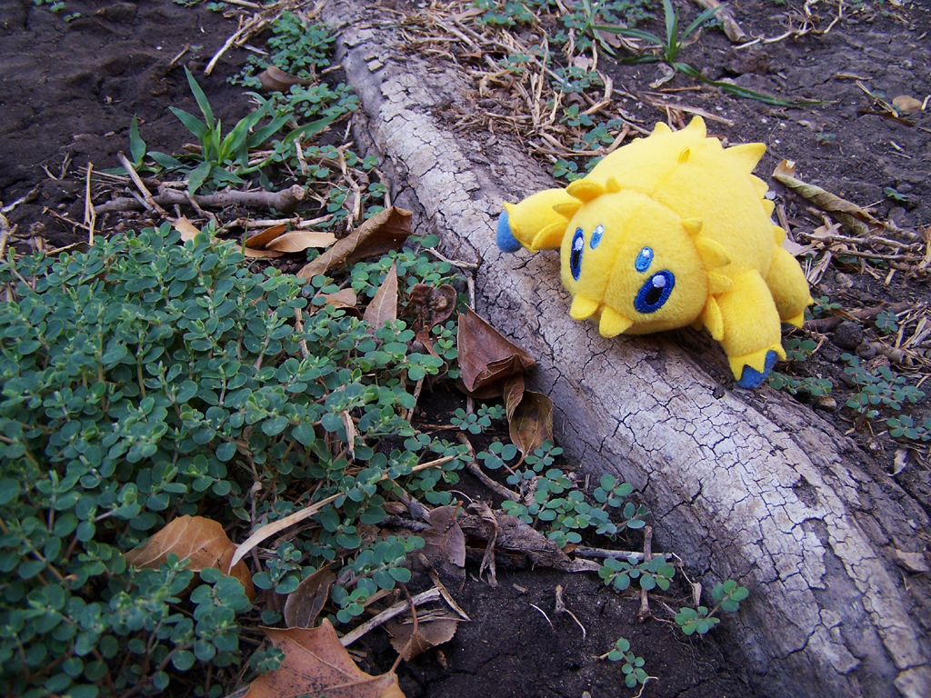 Joltik Adventures