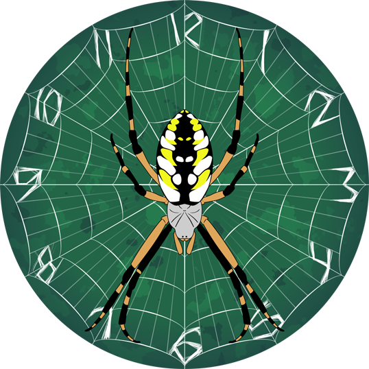 Argiope aurantia clock