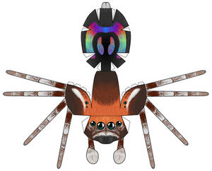 Rainbow Jumping Spider papercraft