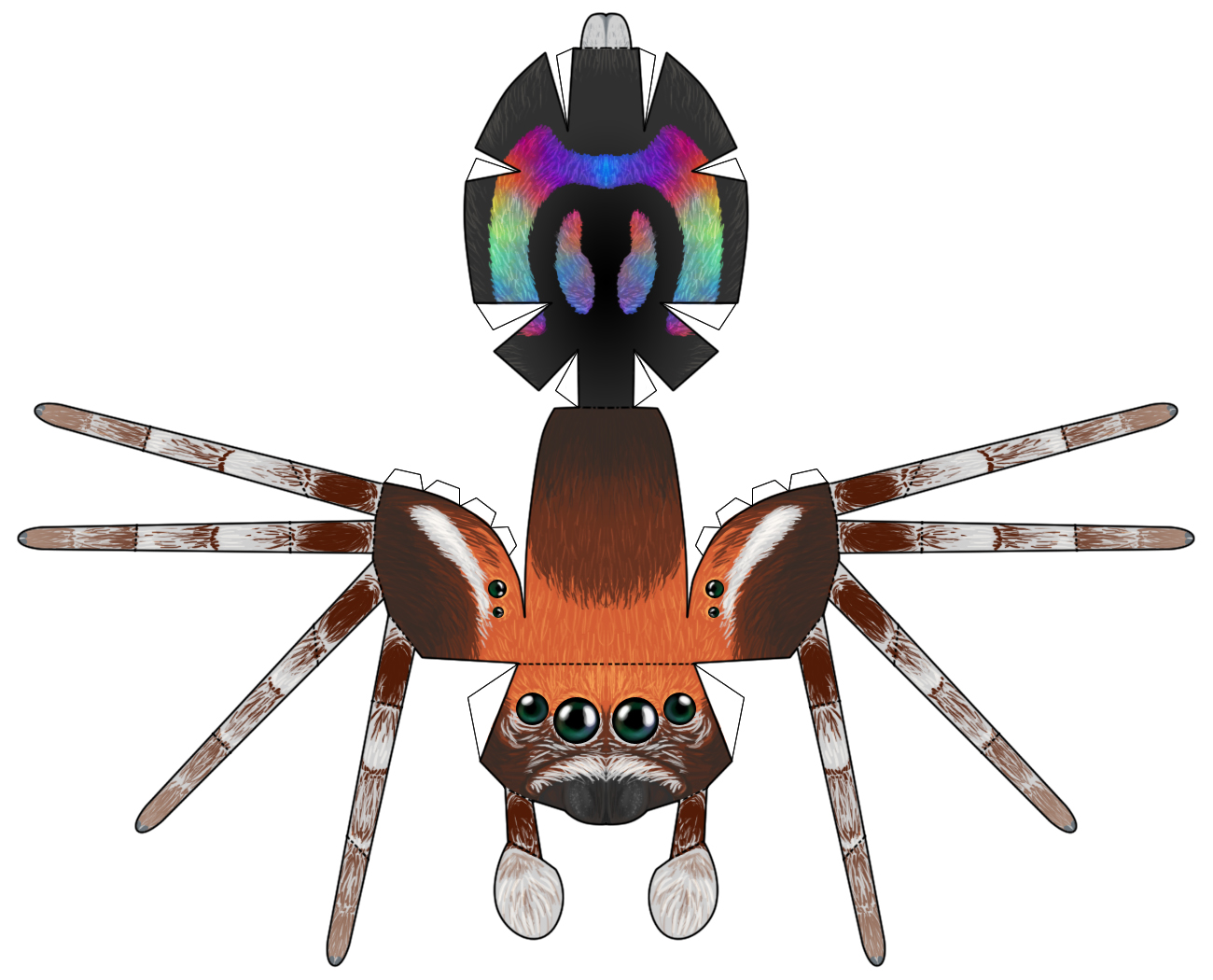 Rainbow Jumping Spider papercraft