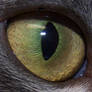Willow's eye