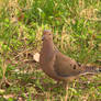 Mourning Dove with twig